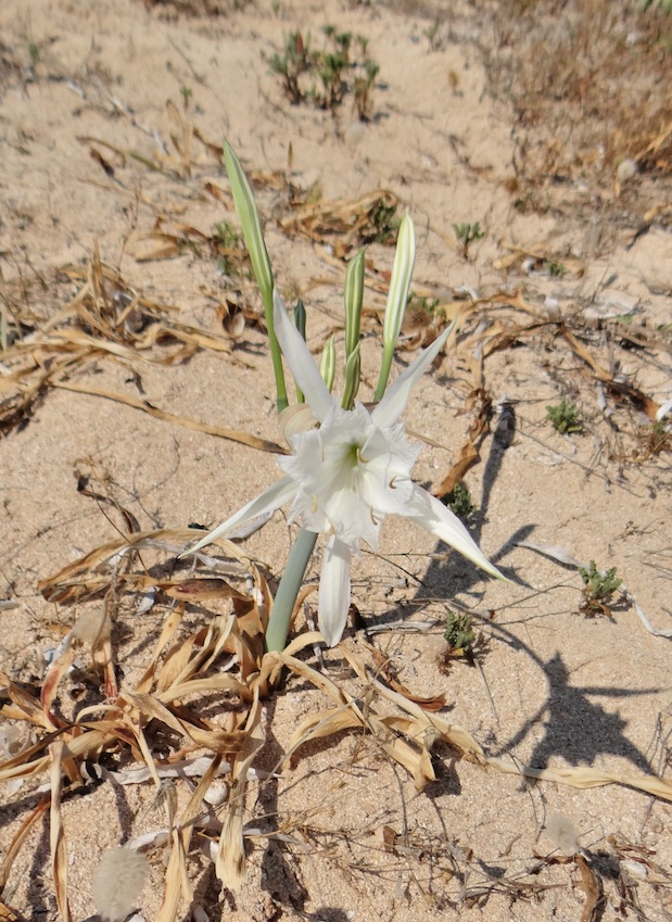 Pancratium maritimum